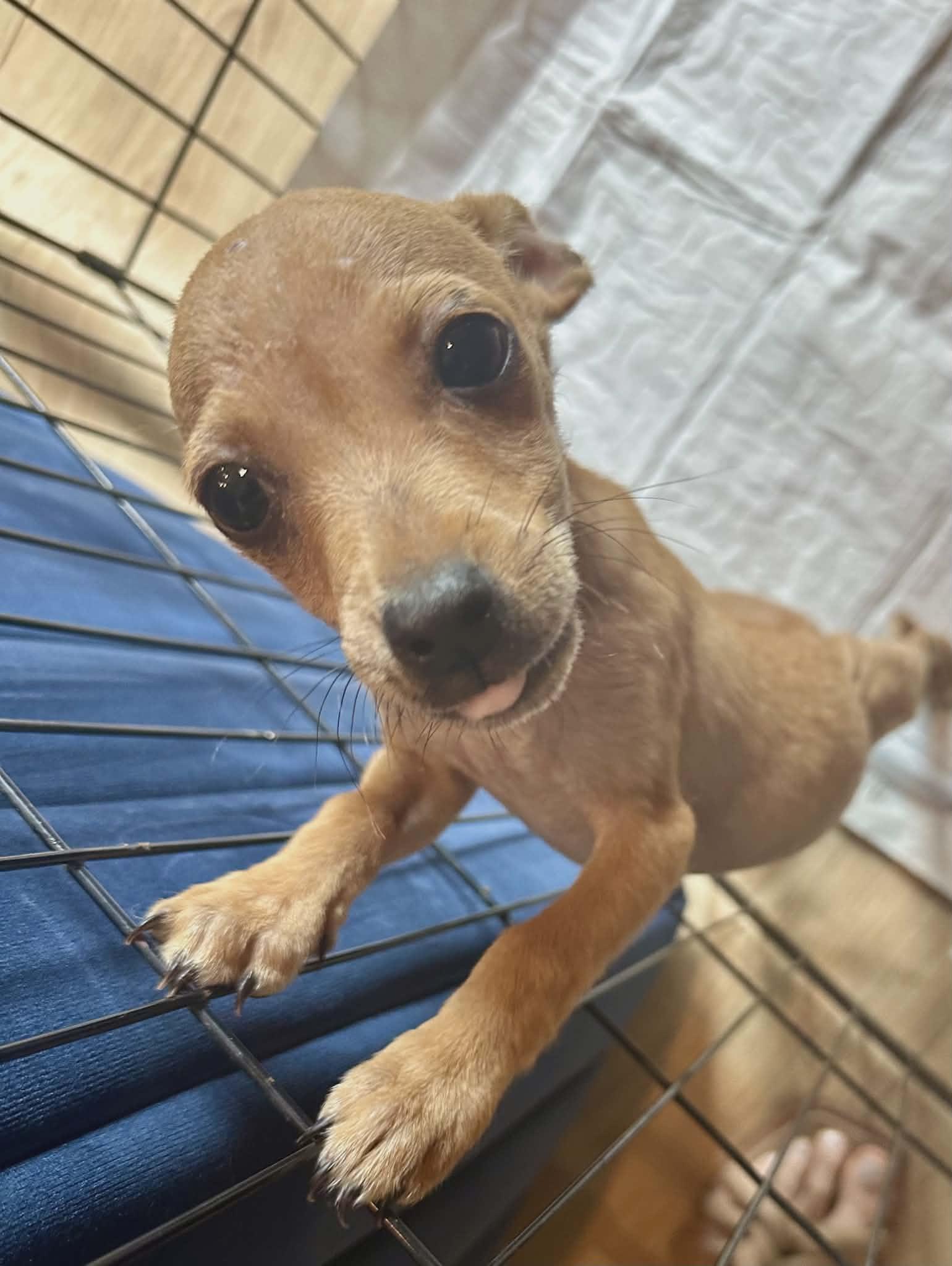 Enlarge Eddie, a Adopted Chihuahua in Austin, TX image 4/5
