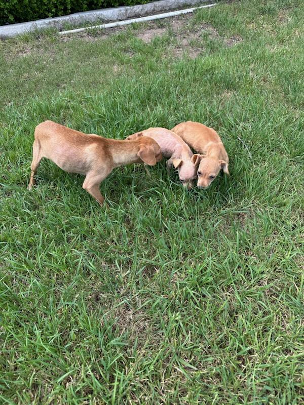 Enlarge Eddie, a Adopted Chihuahua in Austin, TX image 5/5