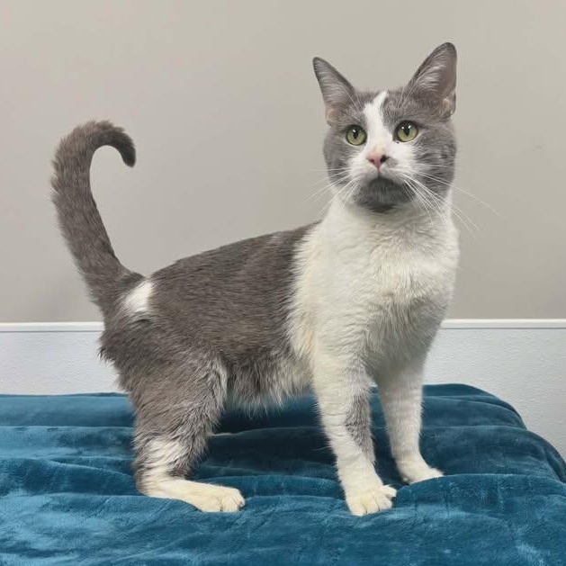 Axel, adopted, Adult Male Domestic Short Hair.