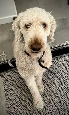 Enlarge Roger, a Adopted Labradoodle in Surrey, BC image 1/3