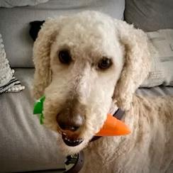 Enlarge Roger, a Adopted Labradoodle in Surrey, BC image 2/3