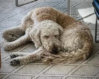 Enlarge Roger, a Adopted Labradoodle in Surrey, BC image 3/3
