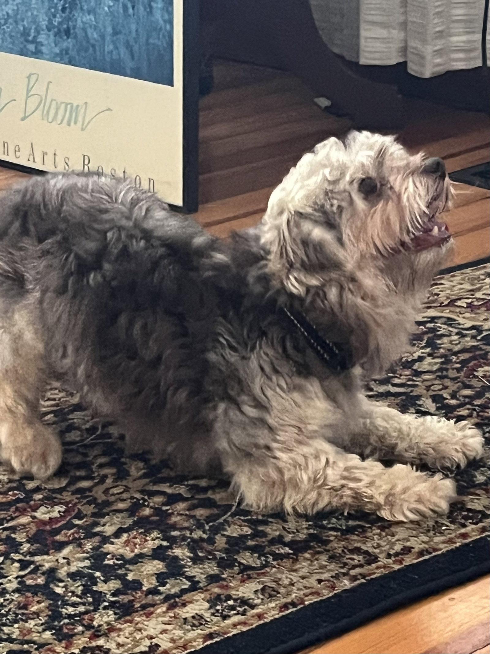 Enlarge Avery, a Adopted Havanese in Alexandria, KY image 3/3