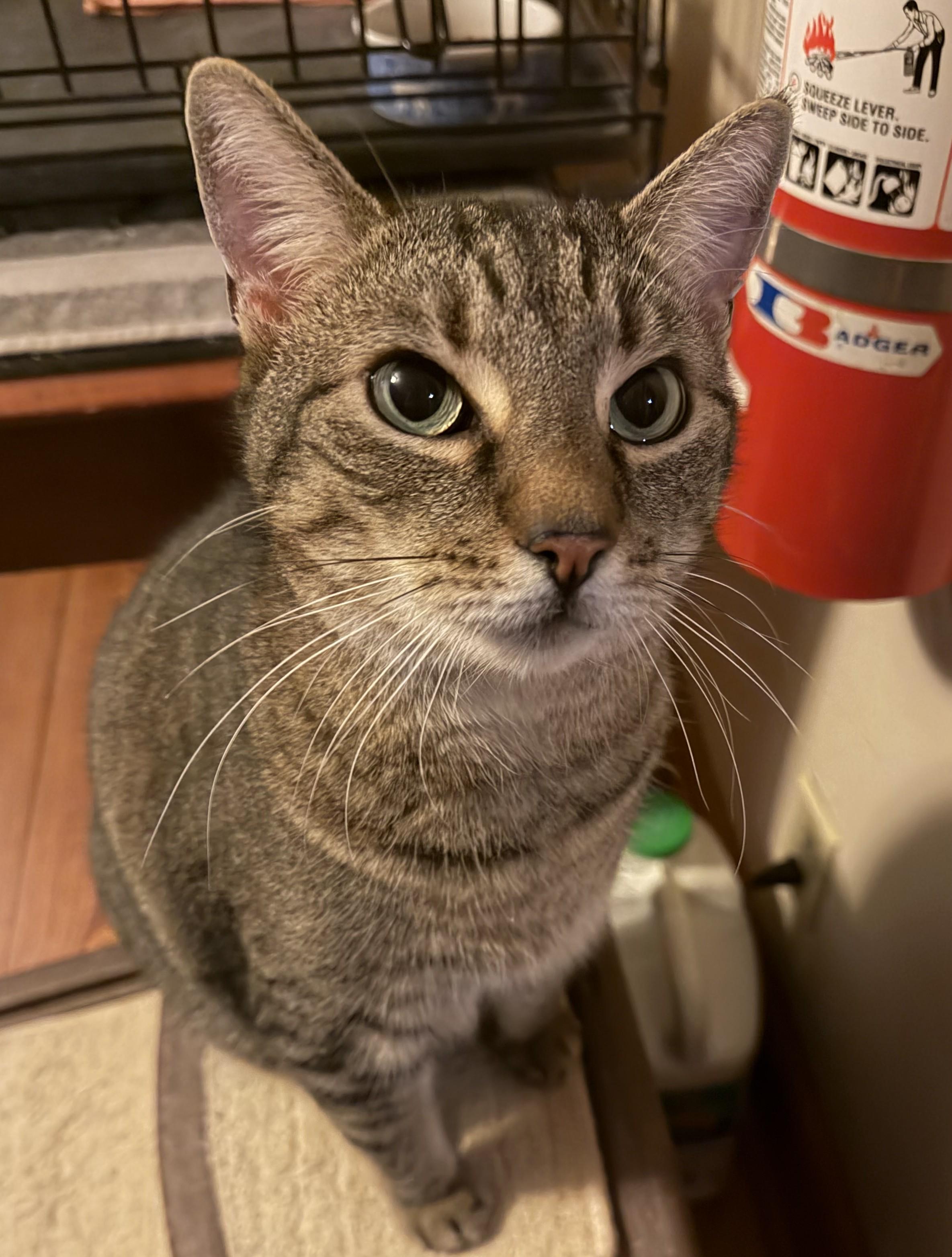 Milo, ADOPTABLE, Senior Male Domestic Short Hair.