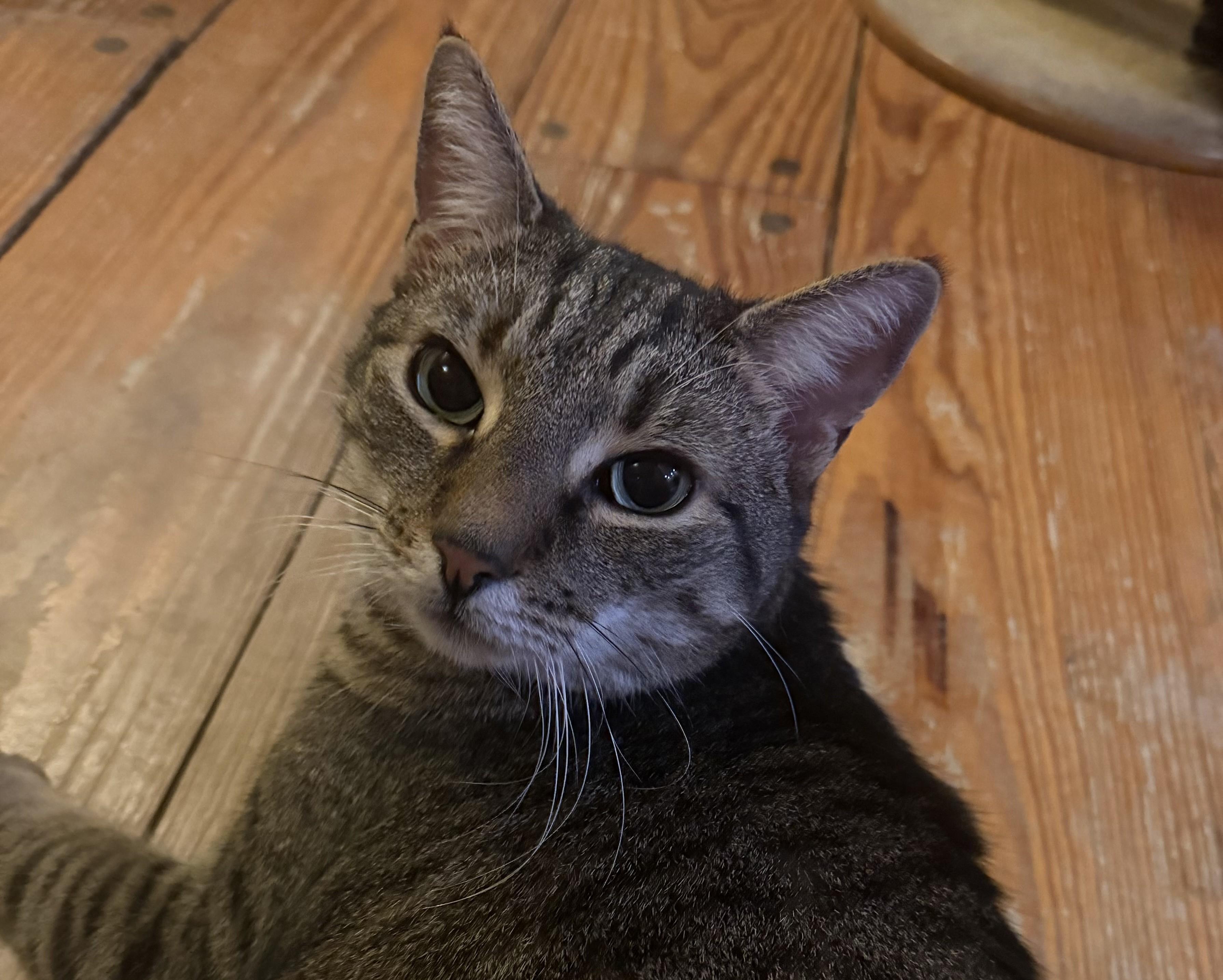 Enlarge Milo, a ADOPTABLE Domestic Short Hair in Franklinville, NJ image 2/2