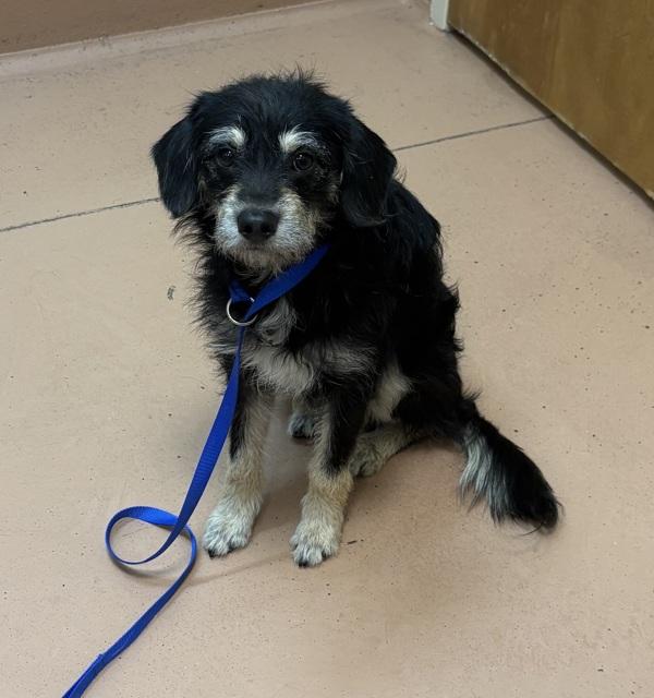 Coco, Adoptable, Young Male Terrier.