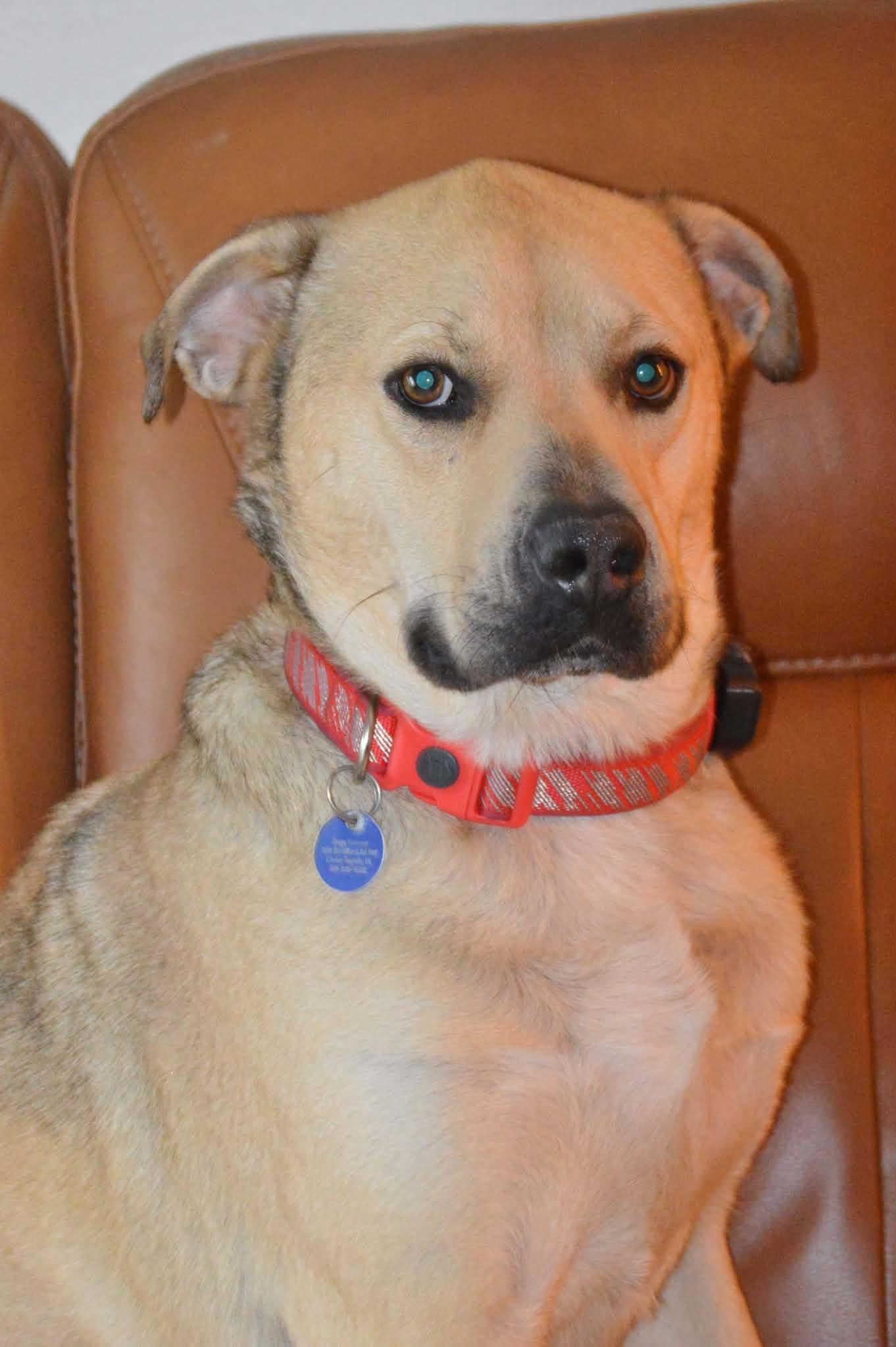 Enlarge Barney, a Adoptable mixed breed in Cedar Rapids, IA image 5/6