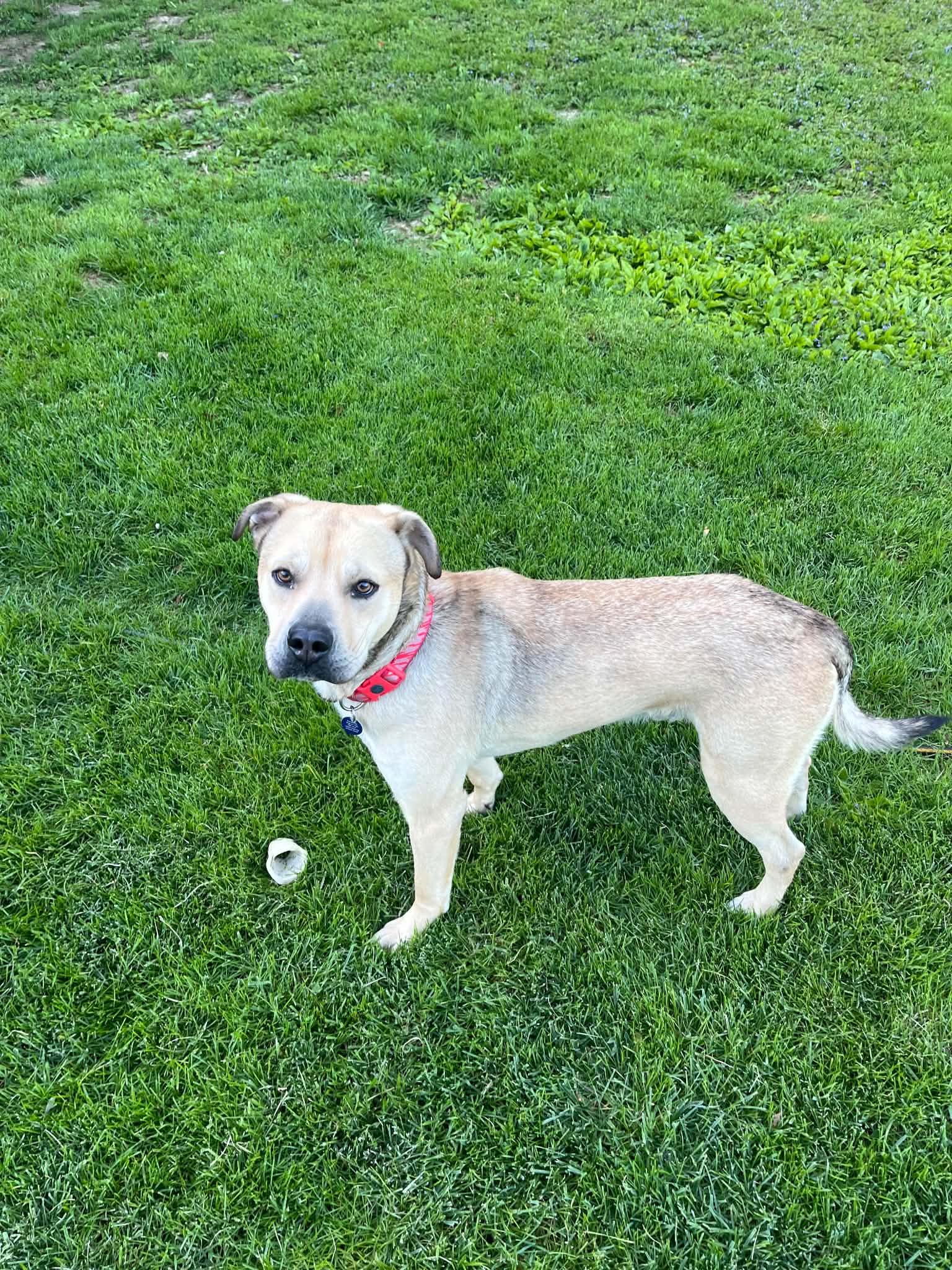 Enlarge Barney, a Adoptable mixed breed in Cedar Rapids, IA image 3/6