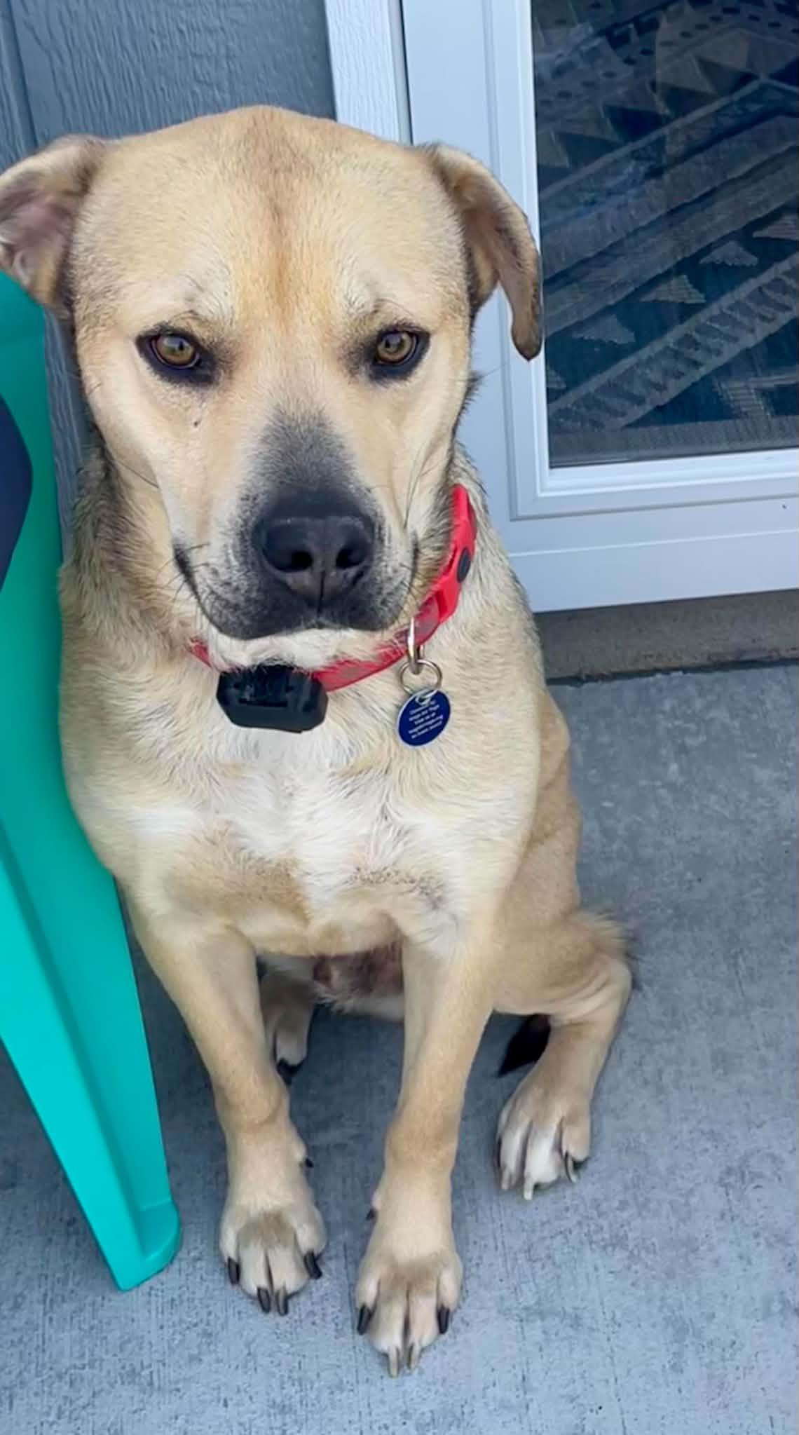 Enlarge Barney, a Adoptable mixed breed in Cedar Rapids, IA image 2/6