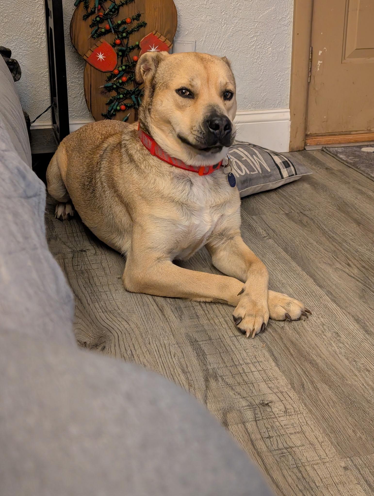 Enlarge Barney, a Adoptable mixed breed in Cedar Rapids, IA image 4/6