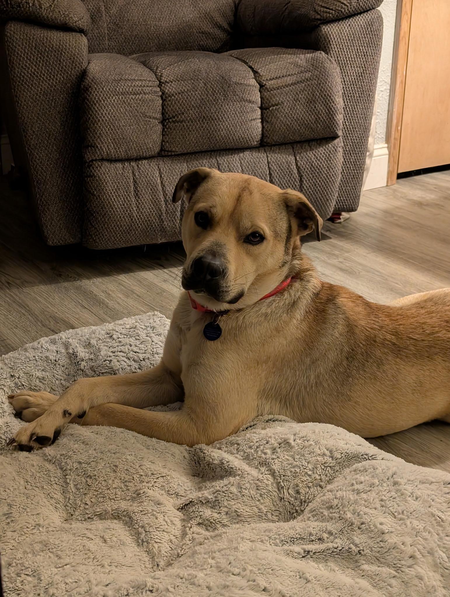 Enlarge Barney, a Adoptable mixed breed in Cedar Rapids, IA image 1/6