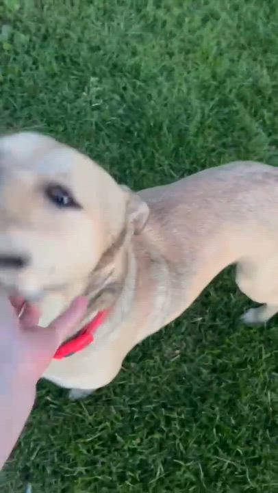 Enlarge Barney, a Adoptable mixed breed in Cedar Rapids, IA video 6/6