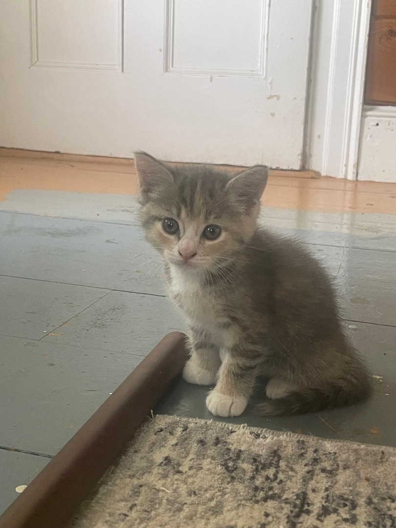 Cupcake, a Adopted mixed breed in Ontario, NY image 1/7