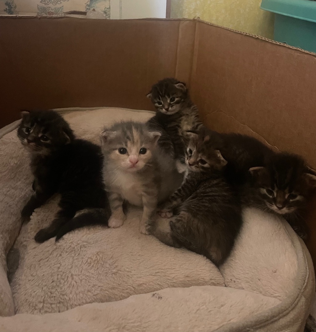 Cupcake, a Adopted mixed breed in Ontario, NY image 2/7