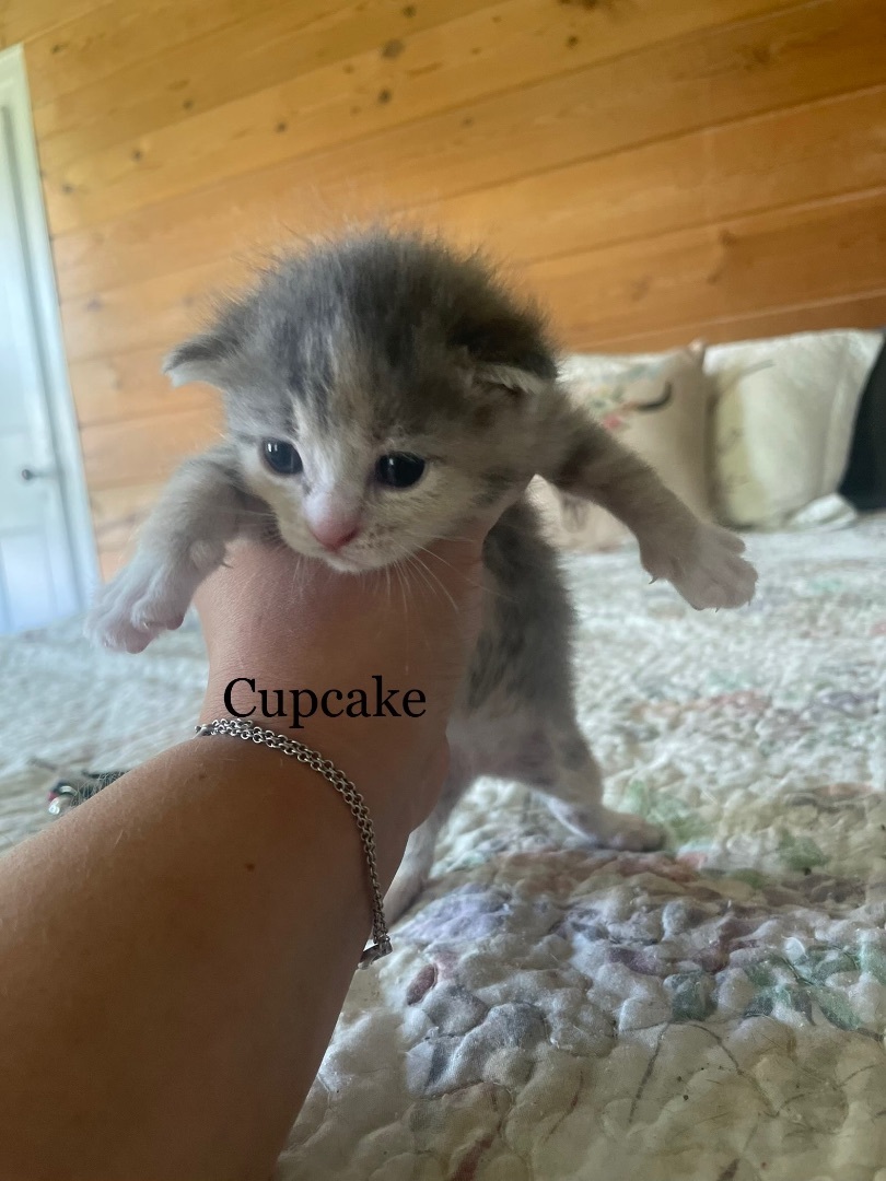 Cupcake, a Adopted mixed breed in Ontario, NY image 3/7