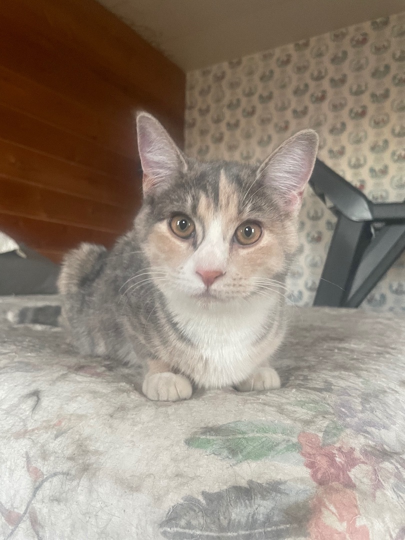 Cupcake, a Adopted mixed breed in Ontario, NY image 4/7