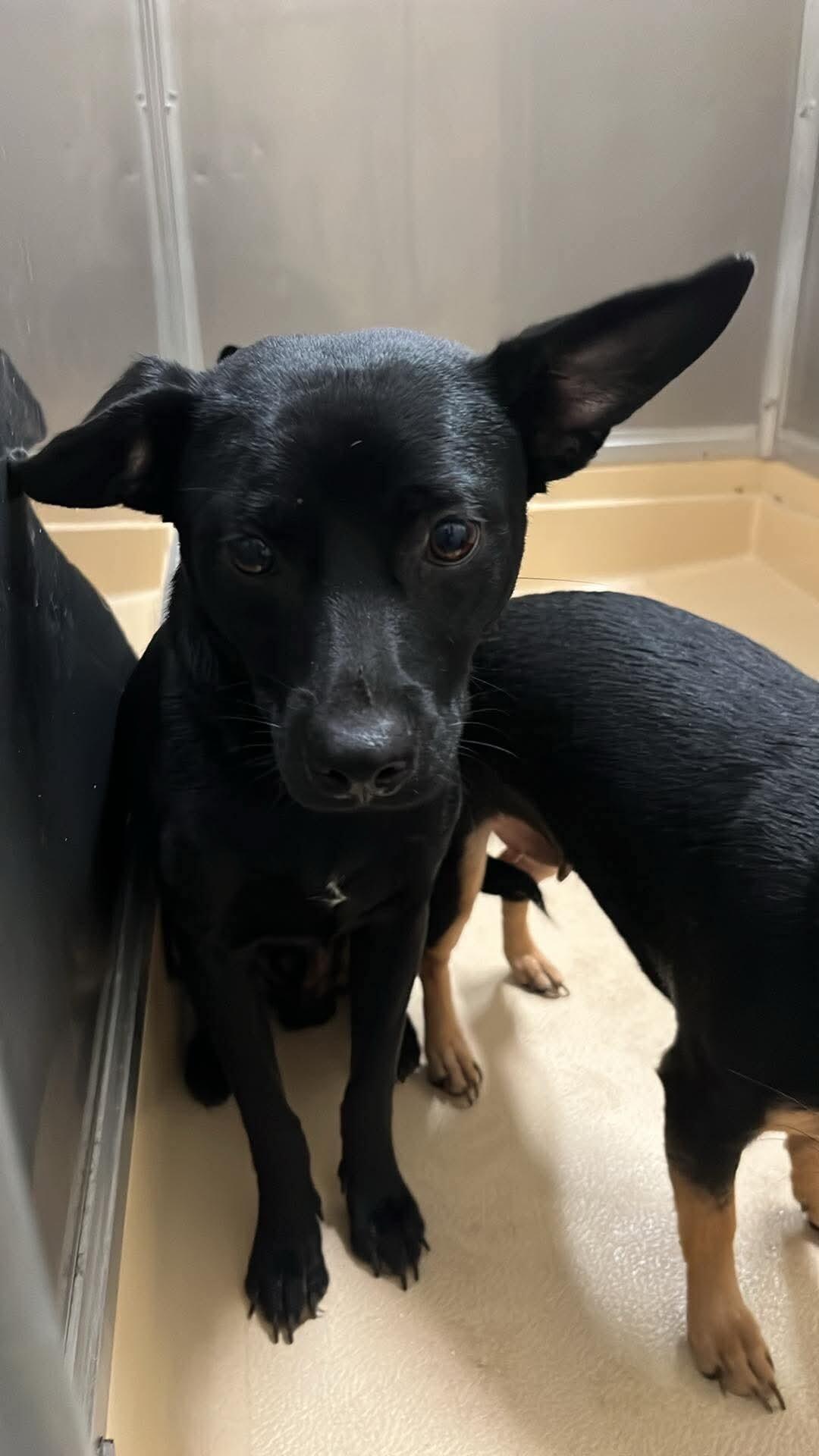 TITAN, Adoptable, Adult Male Chihuahua & Doberman Pinscher.