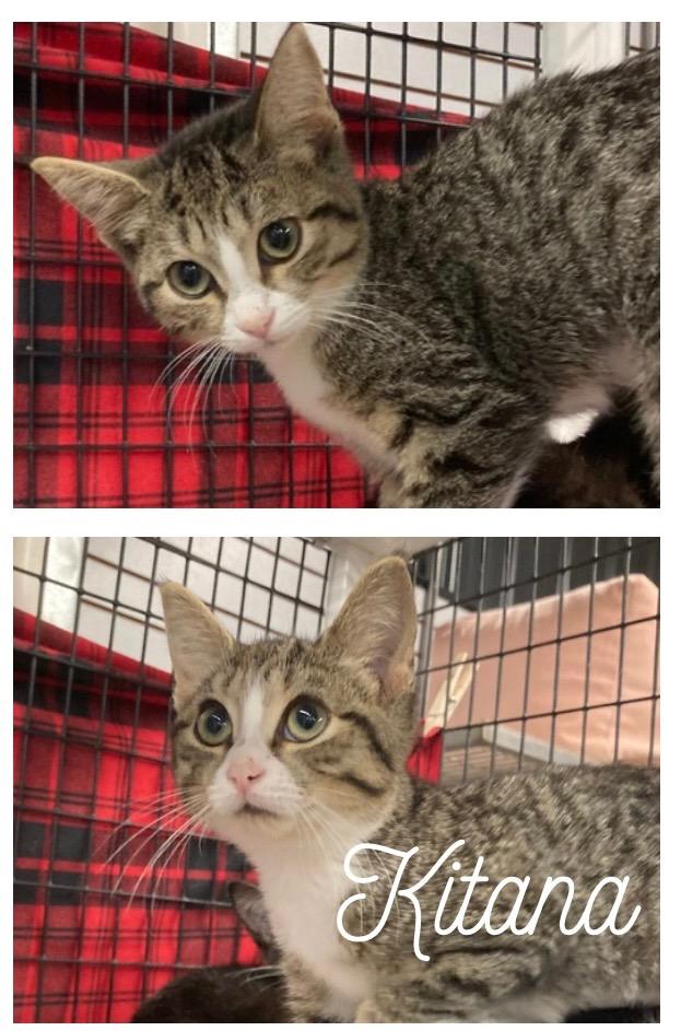 Enlarge Kitana, a Adoptable mixed breed in Pierceton, IN image 2/2