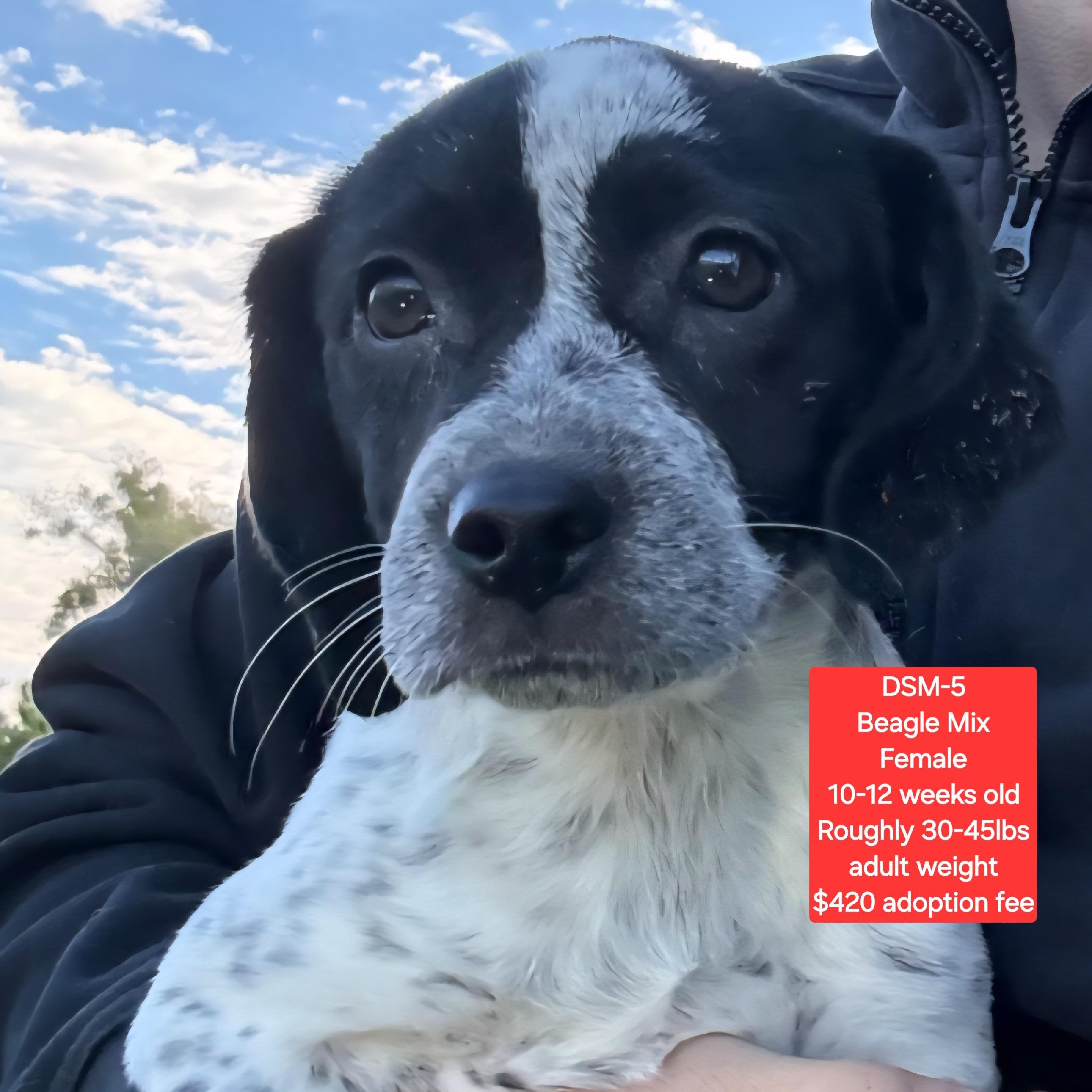 Enlarge DSM-5, a ADOPTABLE mixed breed in Oviedo, FL image 1/1