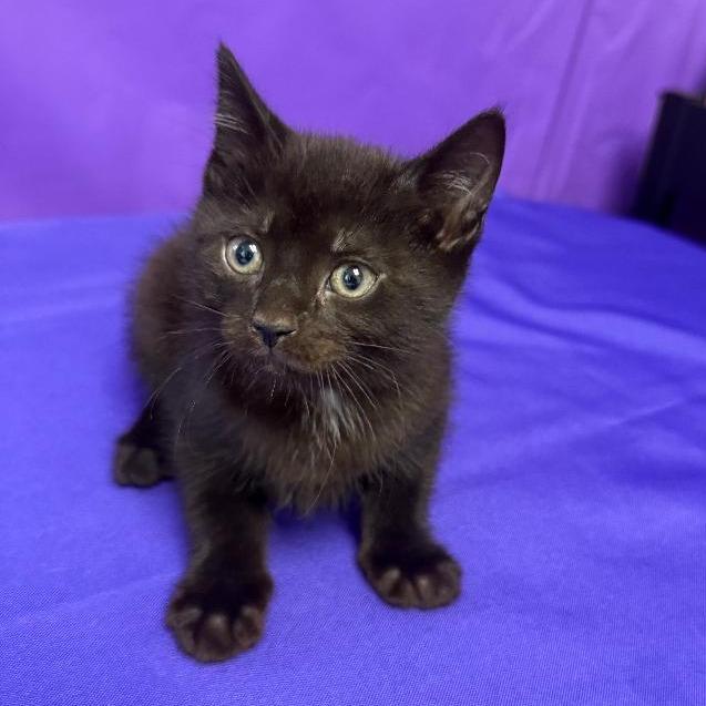 Miley, Adoptable, Kitten Female Domestic Short Hair.