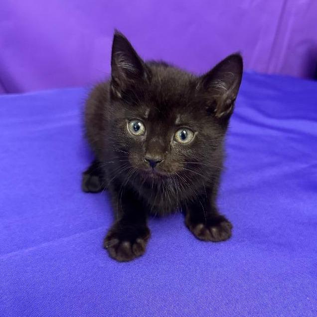 Miley, a Adoptable Domestic Short Hair in North Myrtle Beach, SC image 2/2