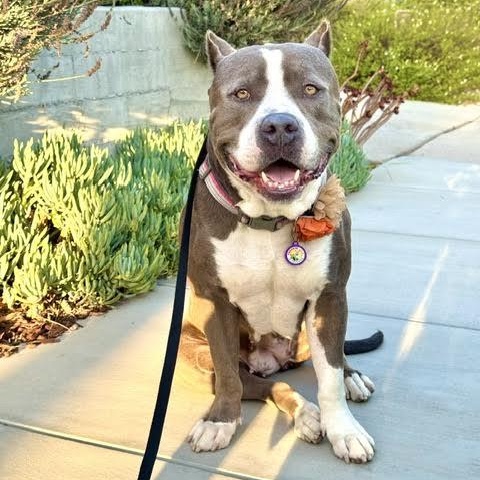 Kitty, Adoptable, Young Female Pit Bull Terrier & American Staffordshire Terrier.