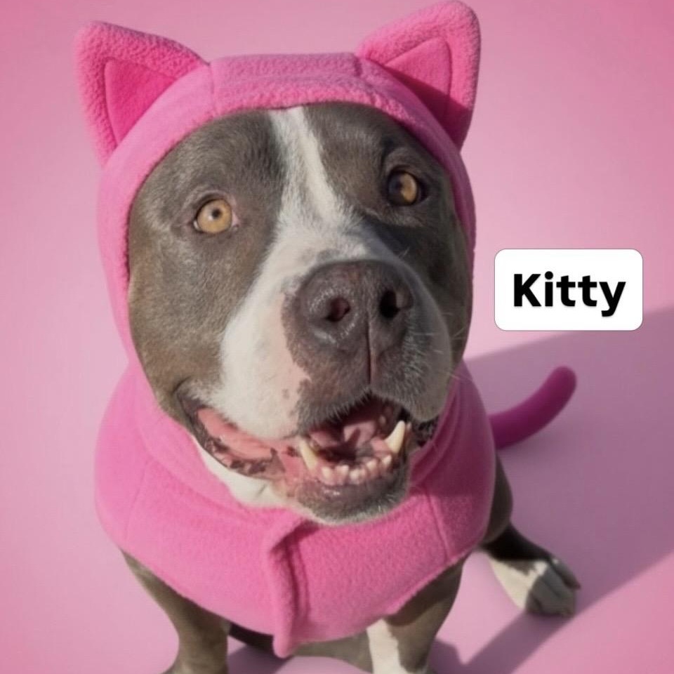 Enlarge Kitty, a Adoptable mixed breed in Sun Valley, CA image 4/6