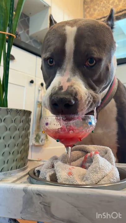 Enlarge Kitty, a Adoptable mixed breed in Sun Valley, CA video 6/6