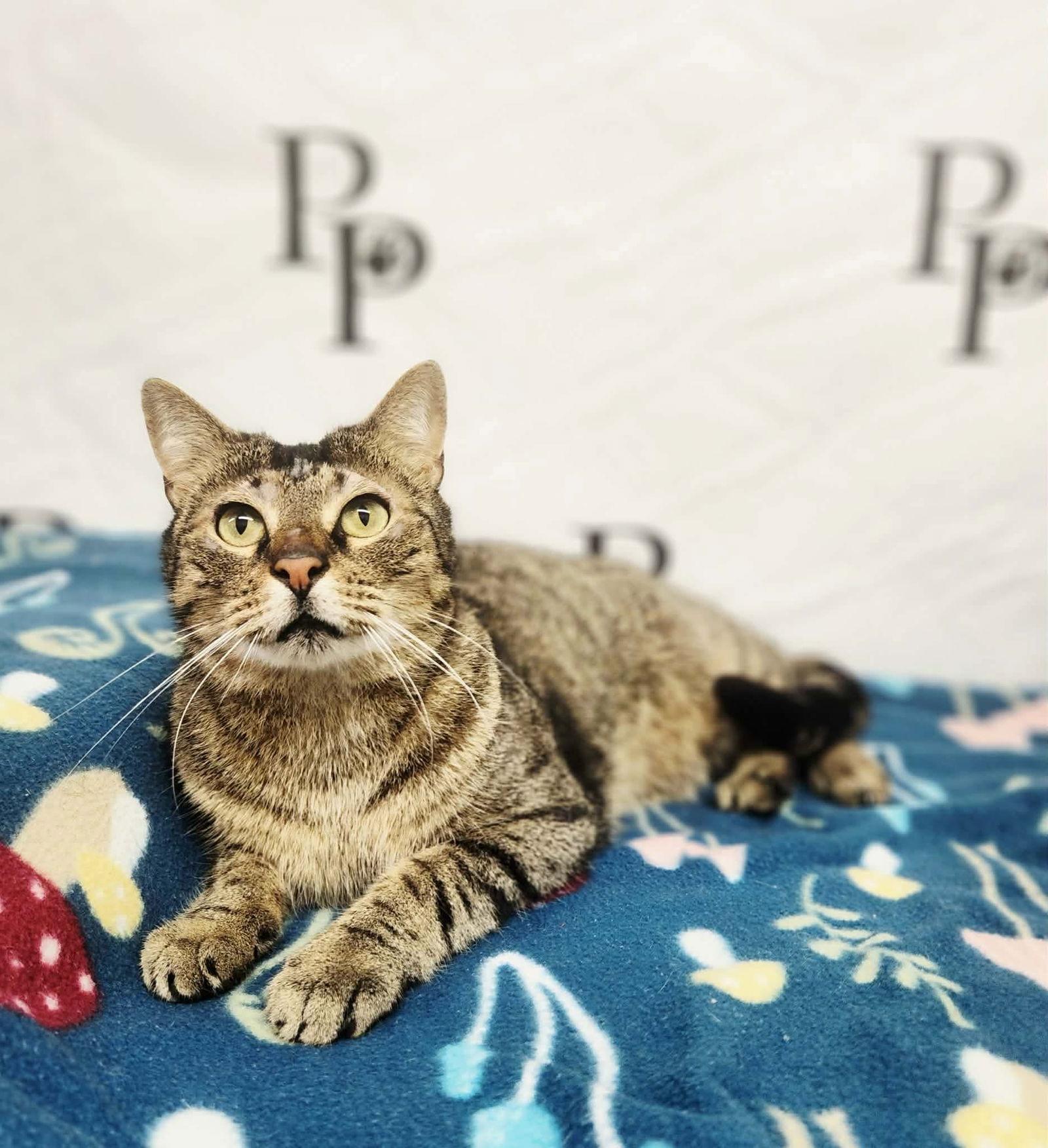 Reacher, Adoptable, Adult Male Domestic Short Hair.