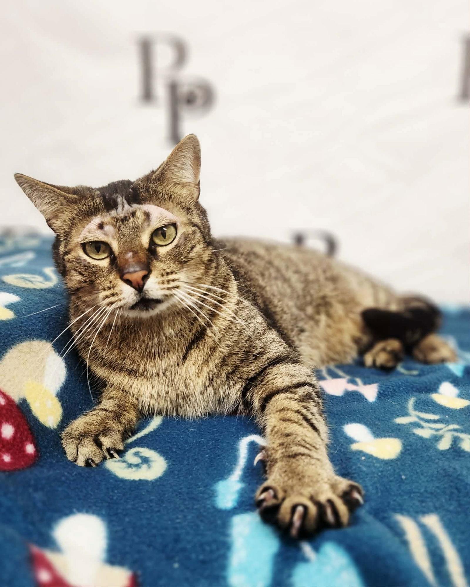 Enlarge Reacher, a Adoptable Domestic Short Hair in Social Circle, GA image 2/3