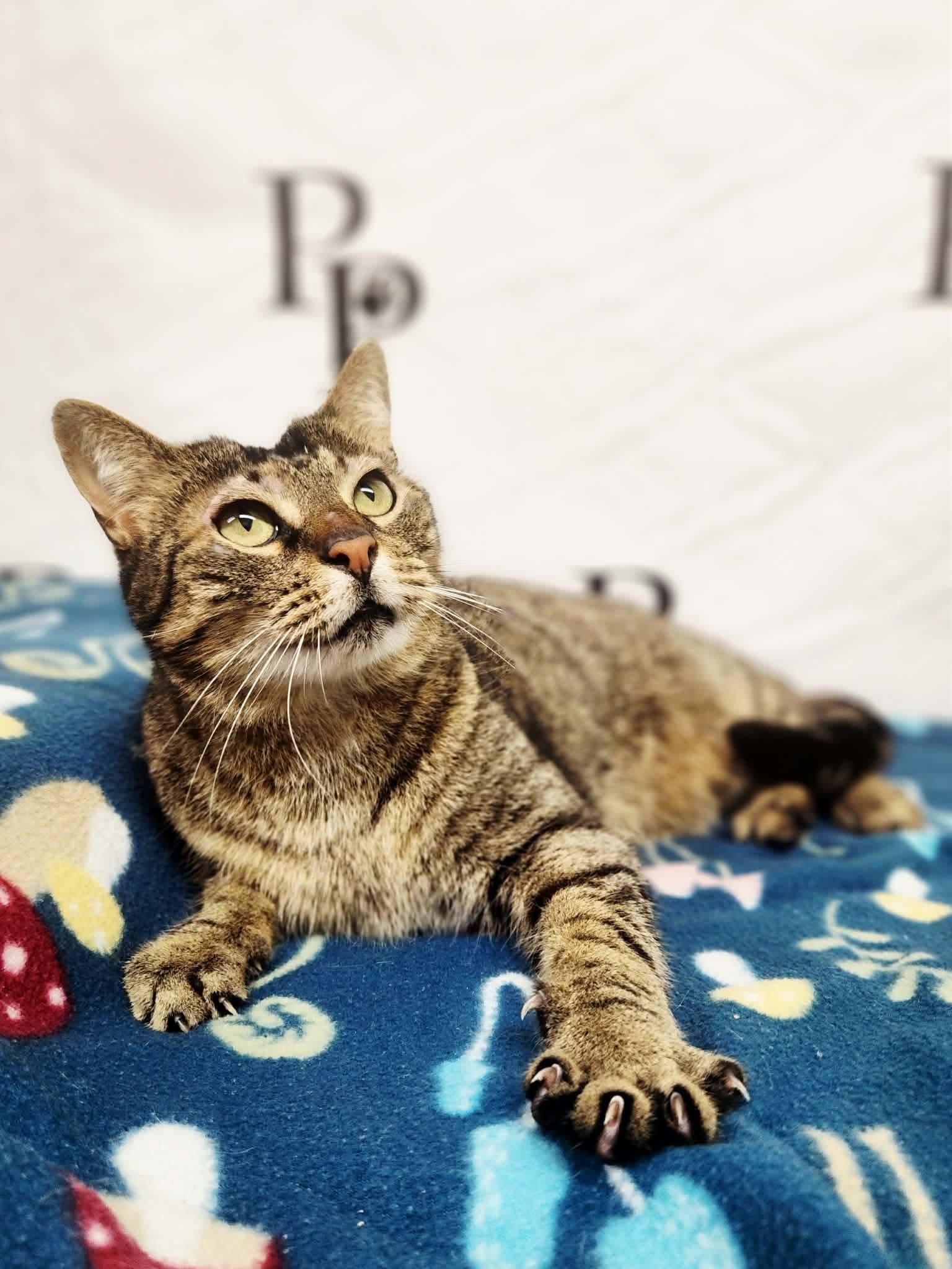 Enlarge Reacher, a Adoptable Domestic Short Hair in Social Circle, GA image 3/3
