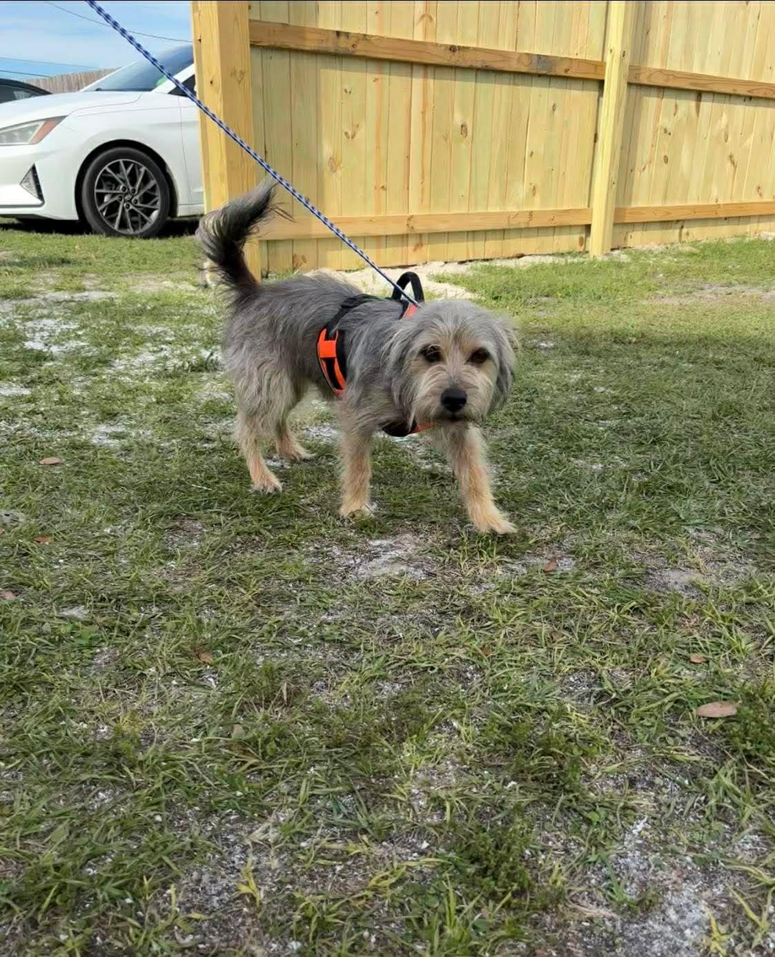 Bear, adopted, Adult Male Terrier.