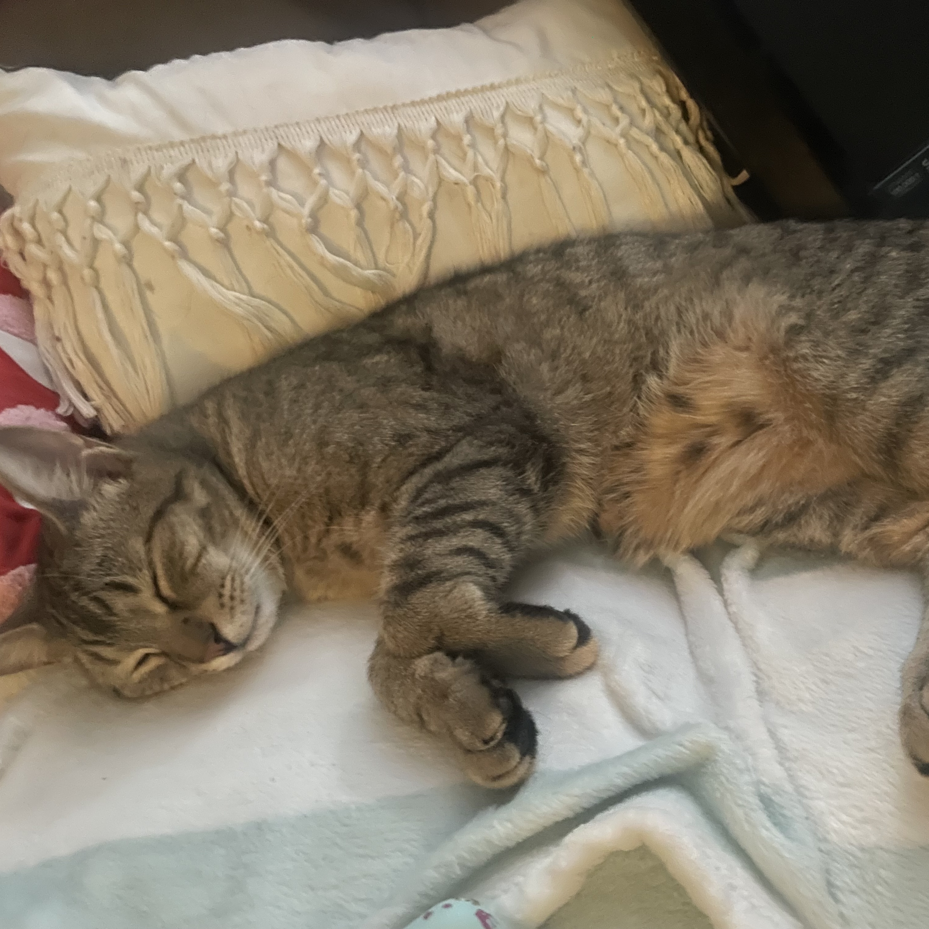 Enlarge Bailey, a Adoptable Domestic Short Hair in Cranford, NJ image 3/6