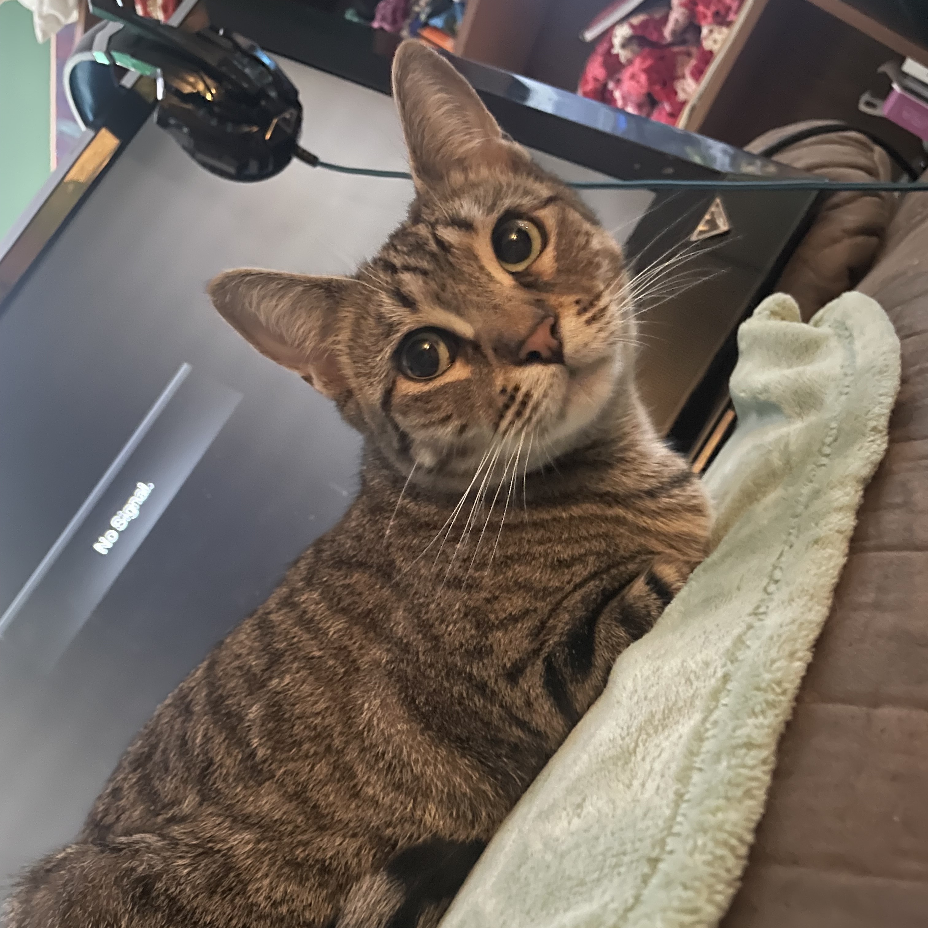 Enlarge Bailey, a Adoptable Domestic Short Hair in Cranford, NJ image 4/6