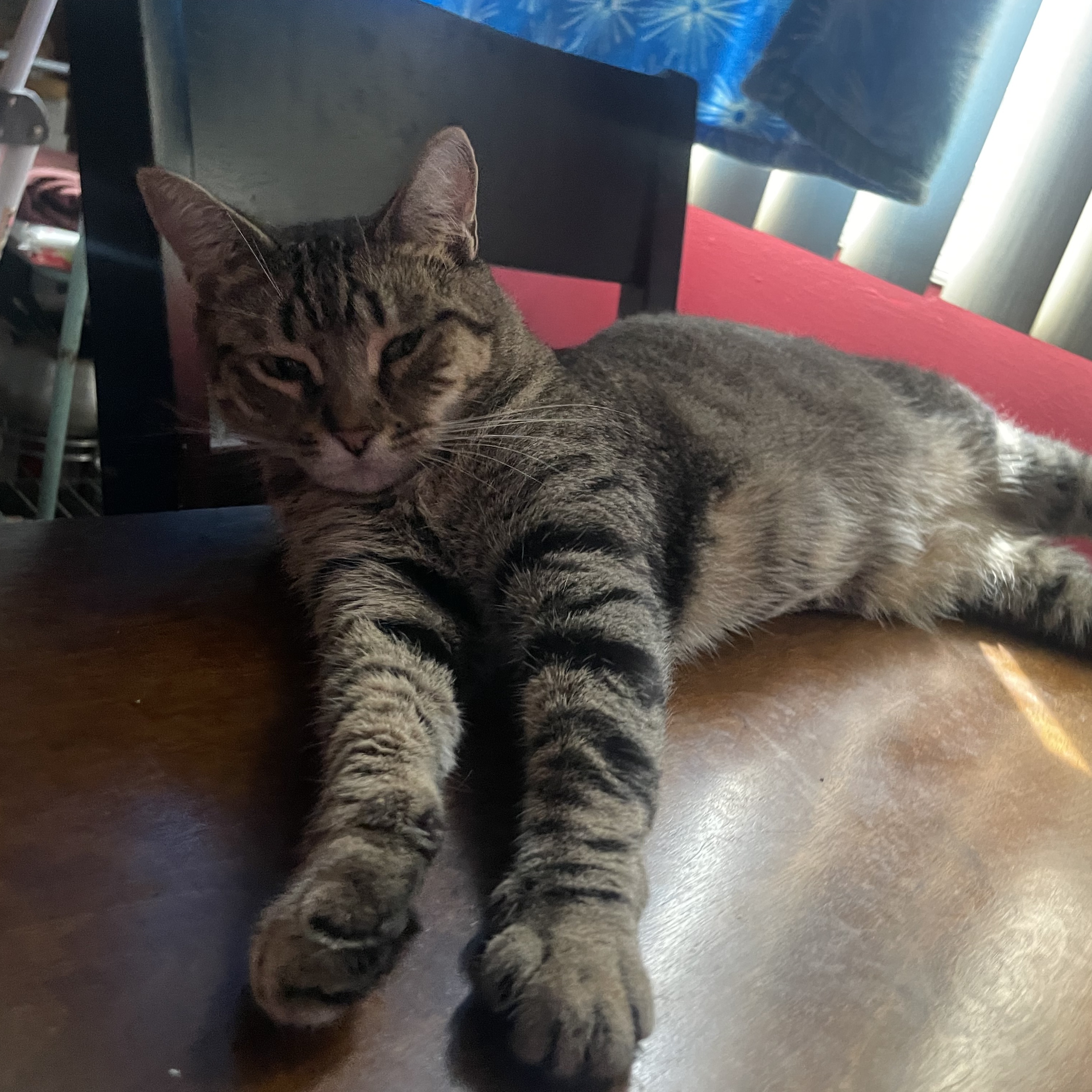 Enlarge Bailey, a Adoptable Domestic Short Hair in Cranford, NJ image 5/6