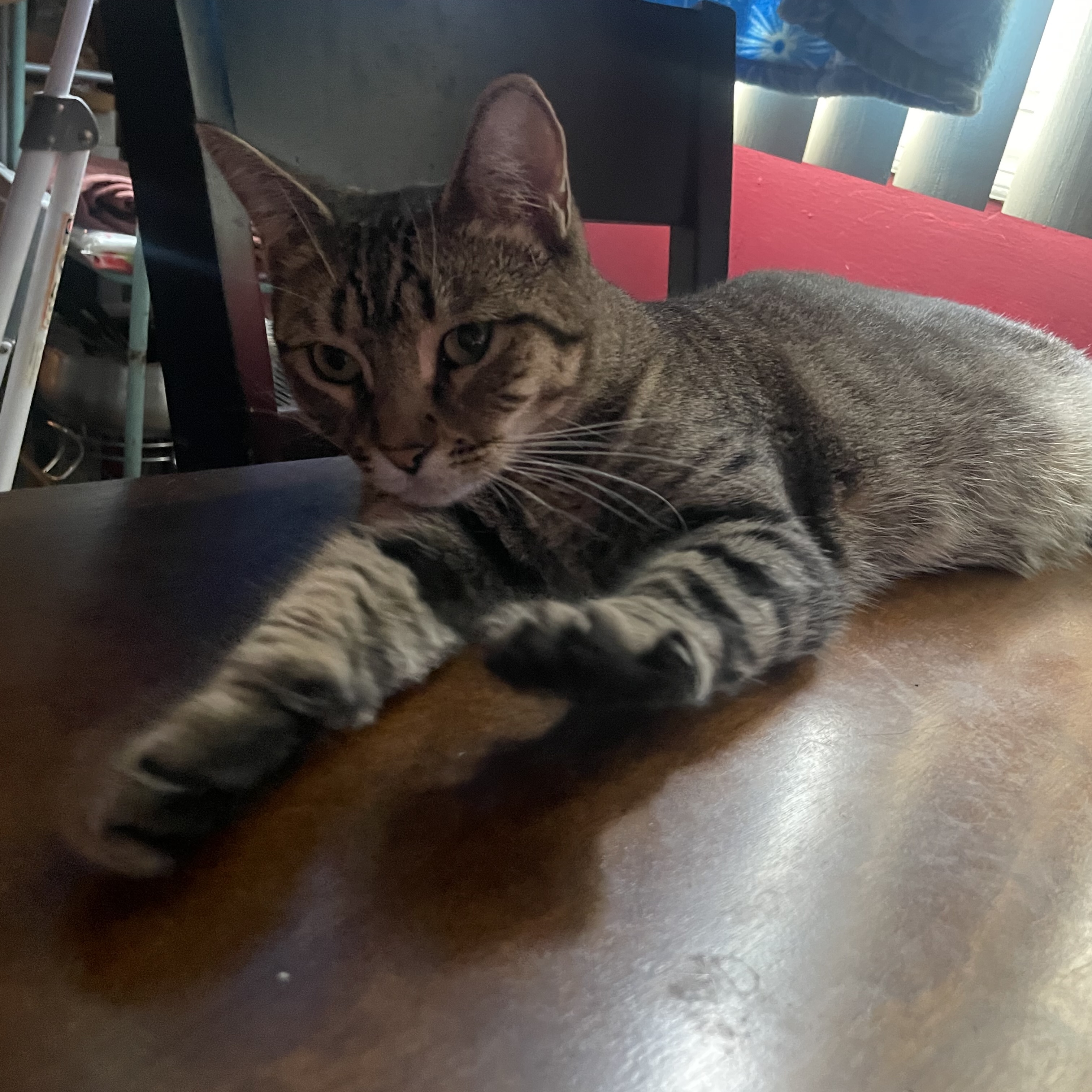 Enlarge Bailey, a Adoptable Domestic Short Hair in Cranford, NJ image 6/6