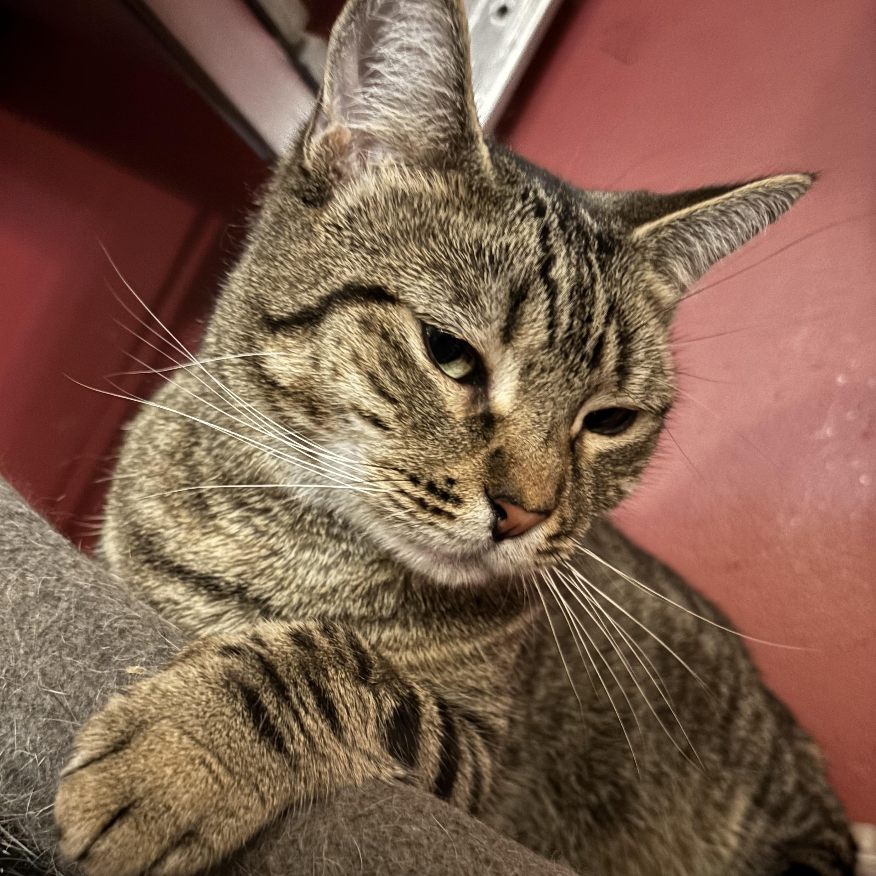 Enlarge Bailey, a Adoptable Domestic Short Hair in Cranford, NJ image 2/6