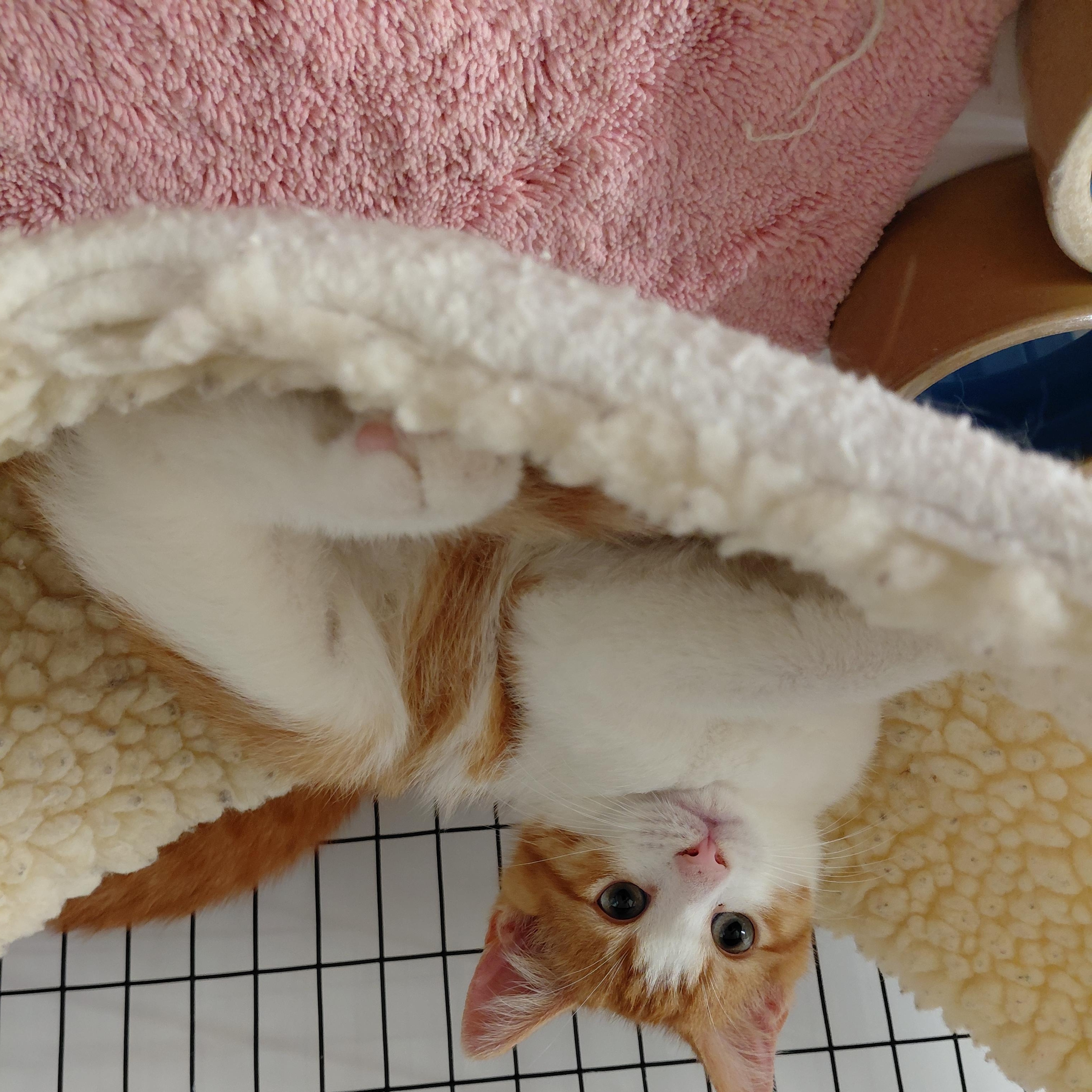 Shy Kittens (Please Read), ADOPTABLE, Young Male Domestic Short Hair & Domestic Long Hair.
