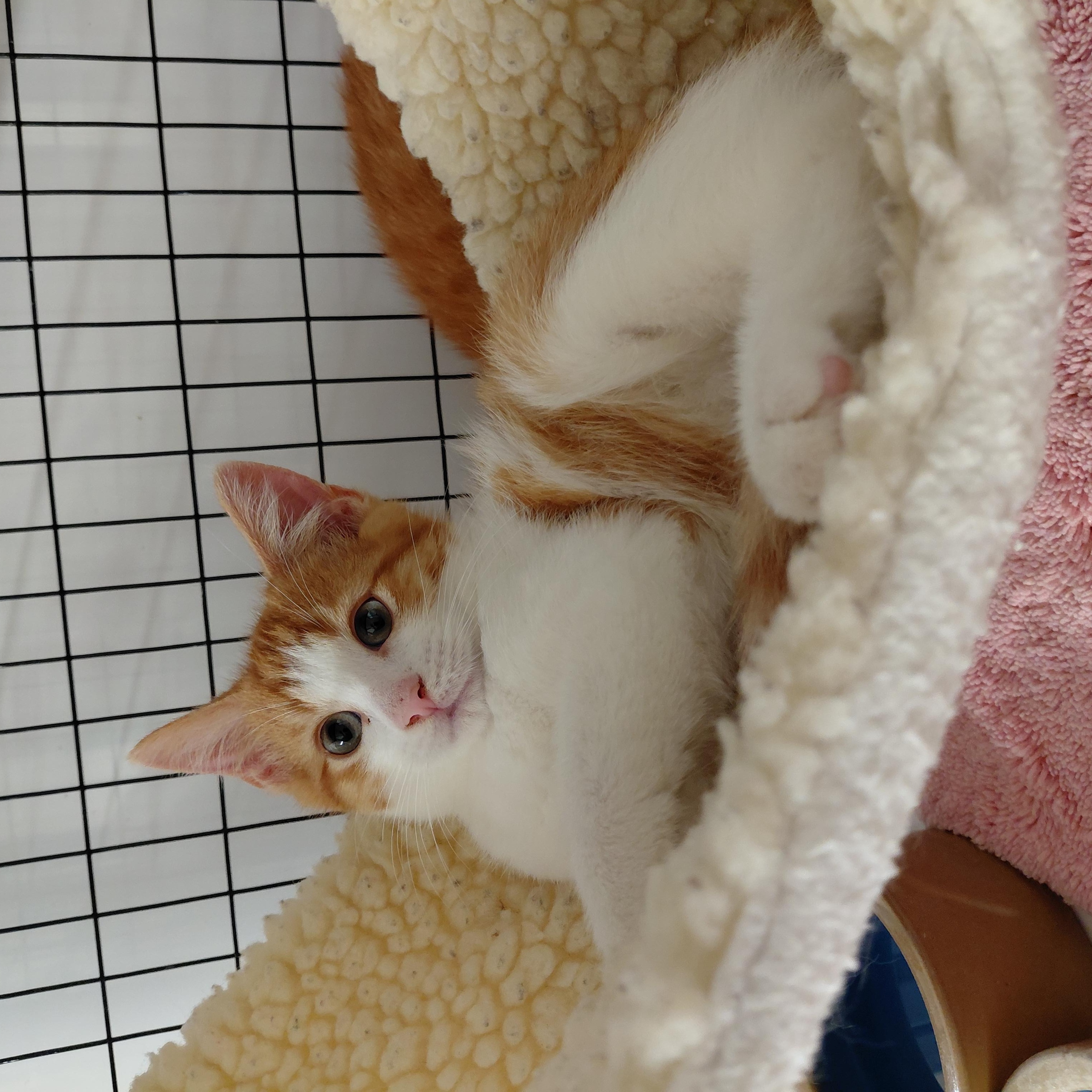 Shy Kittens (Please Read), a ADOPTABLE mixed breed in Littleton, NH image 2/6