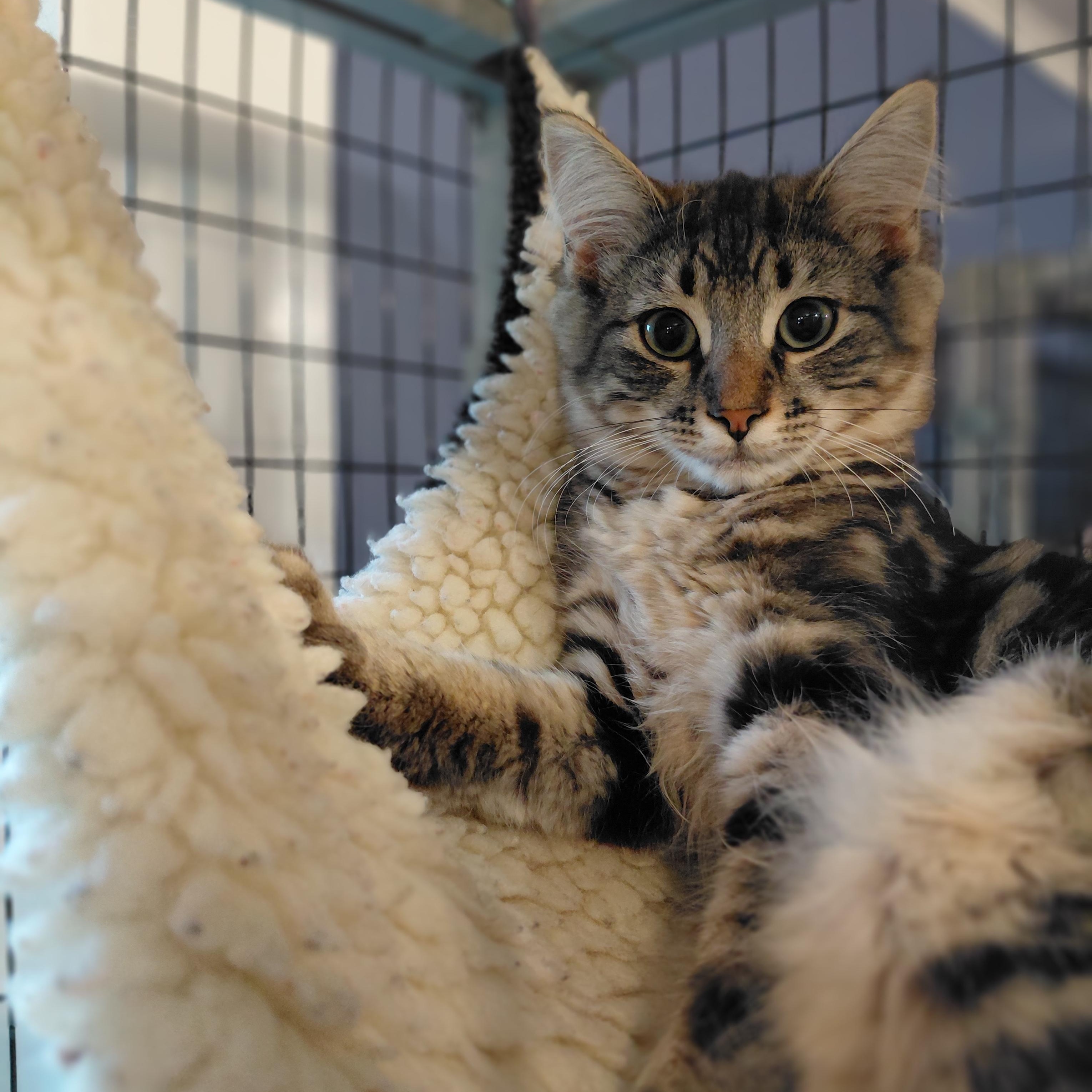 Shy Kittens (Please Read), a ADOPTABLE mixed breed in Littleton, NH image 5/6