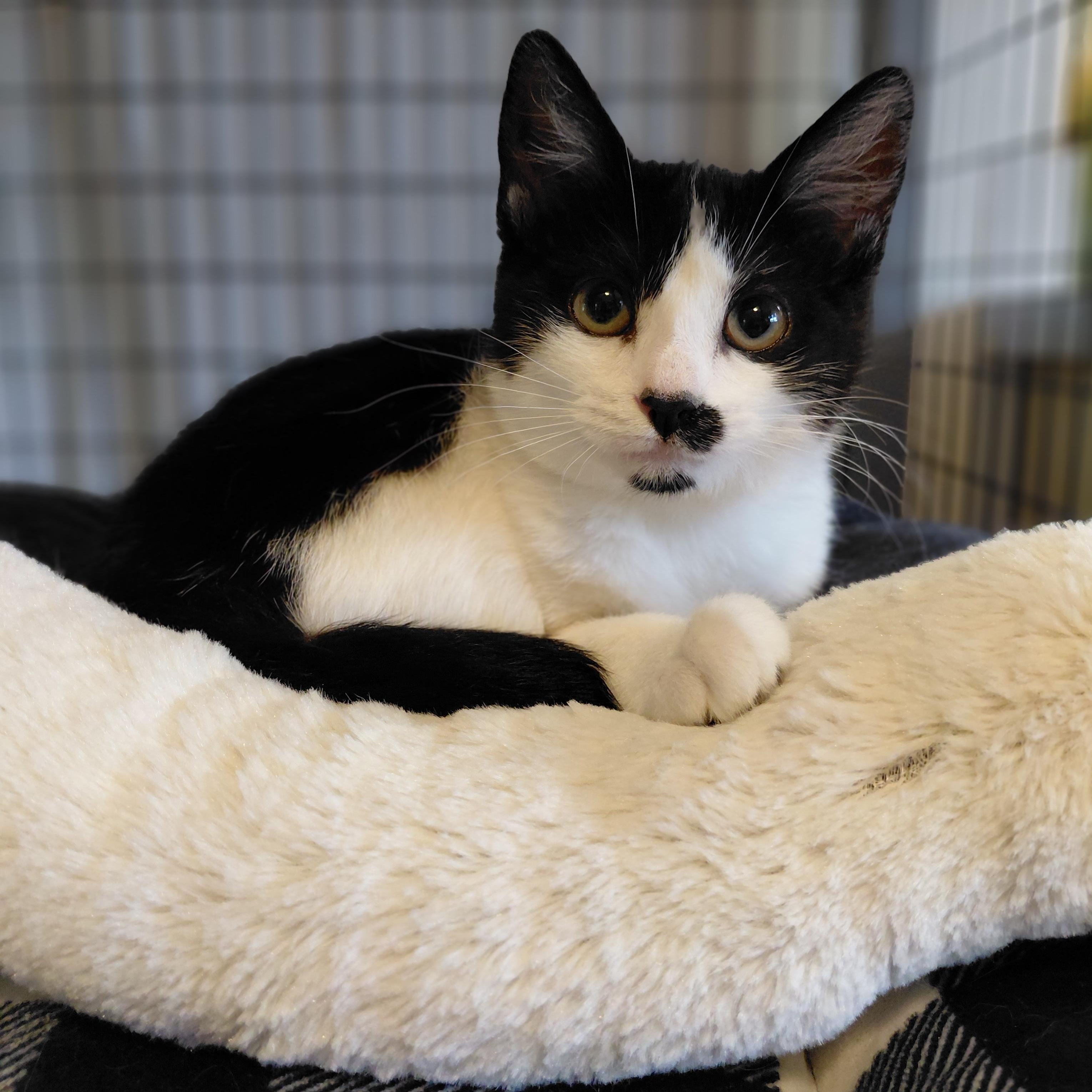 Shy Kittens (Please Read), a ADOPTABLE mixed breed in Littleton, NH image 1/6
