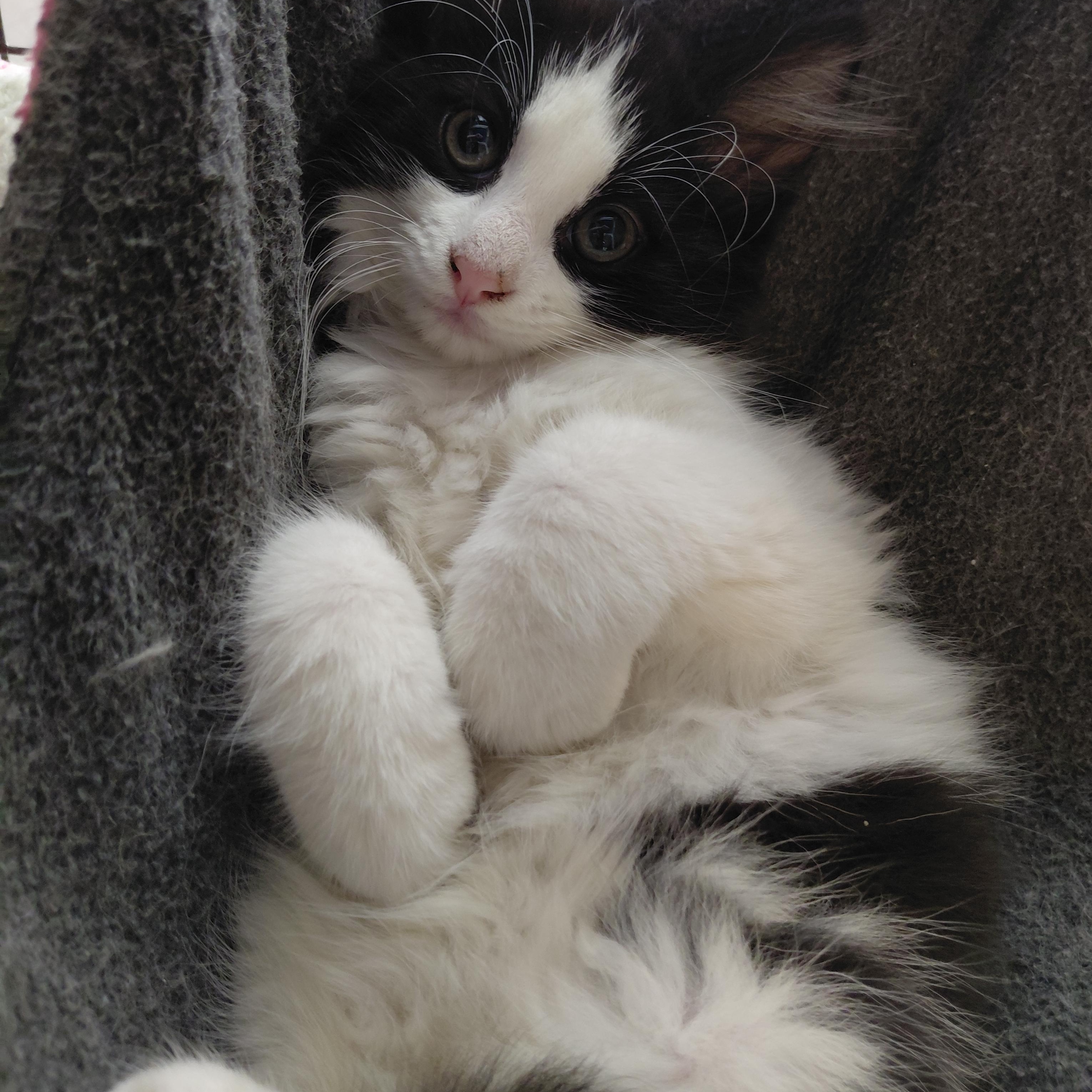 Shy Kittens (Please Read), a ADOPTABLE mixed breed in Littleton, NH image 6/6