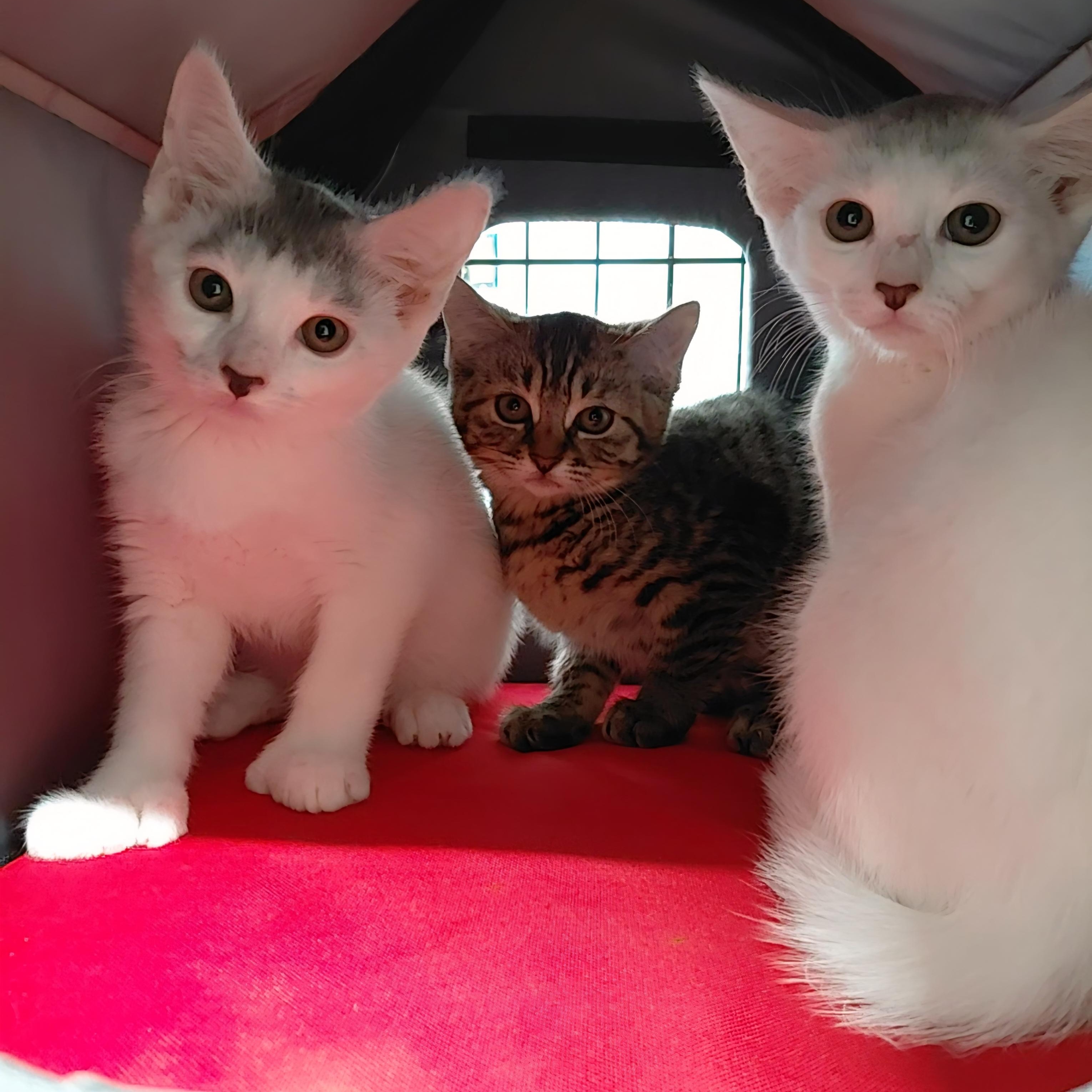Shy Kittens (Please Read), a ADOPTABLE mixed breed in Littleton, NH image 3/6