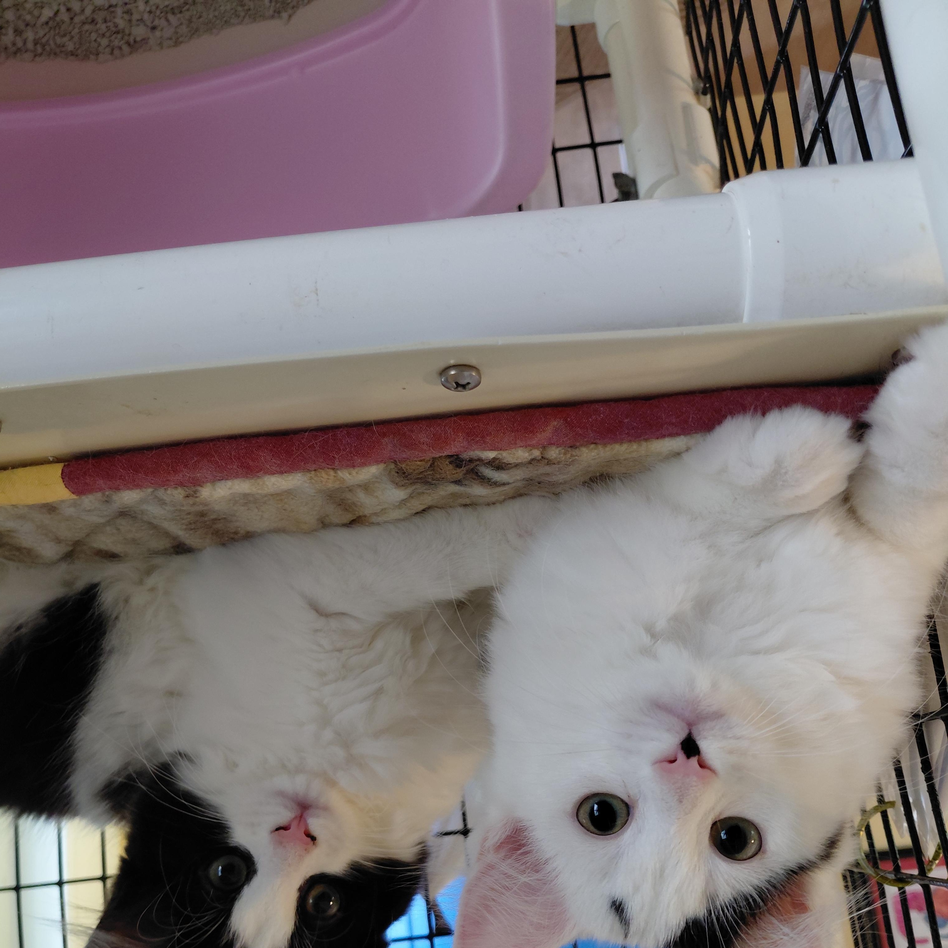 Shy Kittens (Please Read), a ADOPTABLE mixed breed in Littleton, NH image 4/6