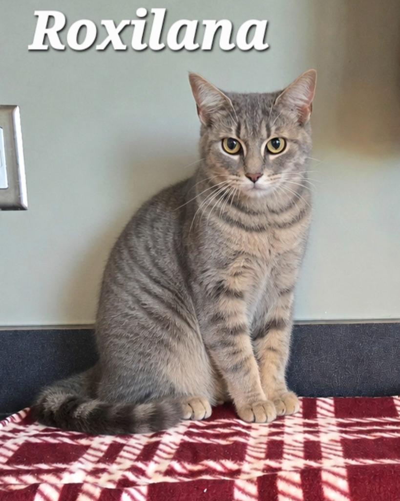 Roxilana, Adopted, Young Female Domestic Short Hair.