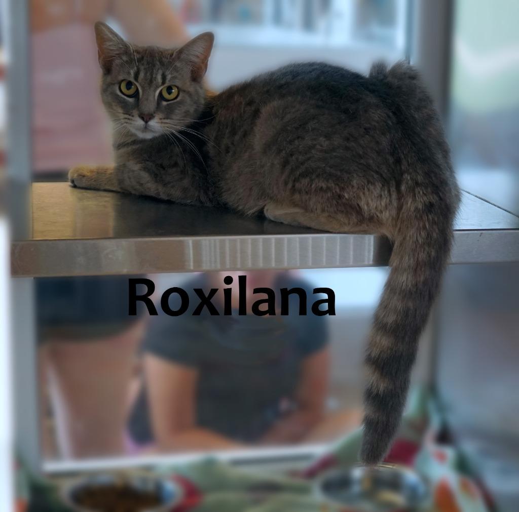 Roxilana, a Adopted mixed breed in Sidney, OH image 2/2