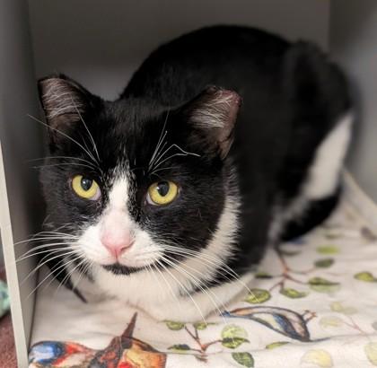 Timmy Tom, Adoptable, Adult Male Domestic Short Hair & Domestic Short Hair.