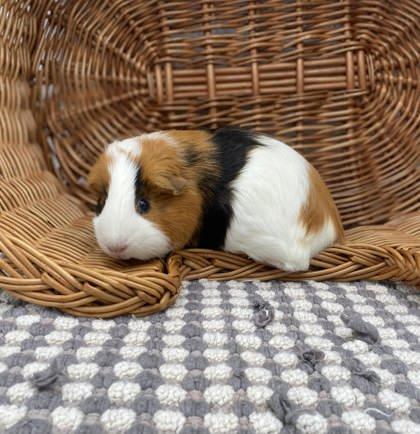 Shelby (Bonded w/ Sydney), a Adoptable Guinea Pig in Bowling Green, KY image 2/2