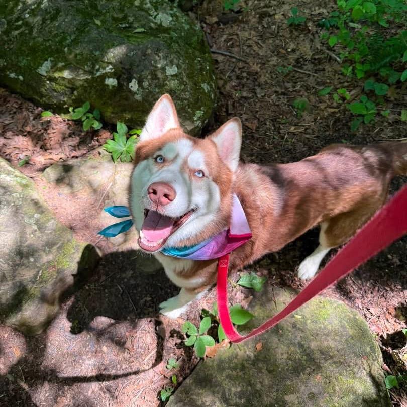 Arnold, a Adoptable Siberian Husky in Parkersburg, WV image 1/3