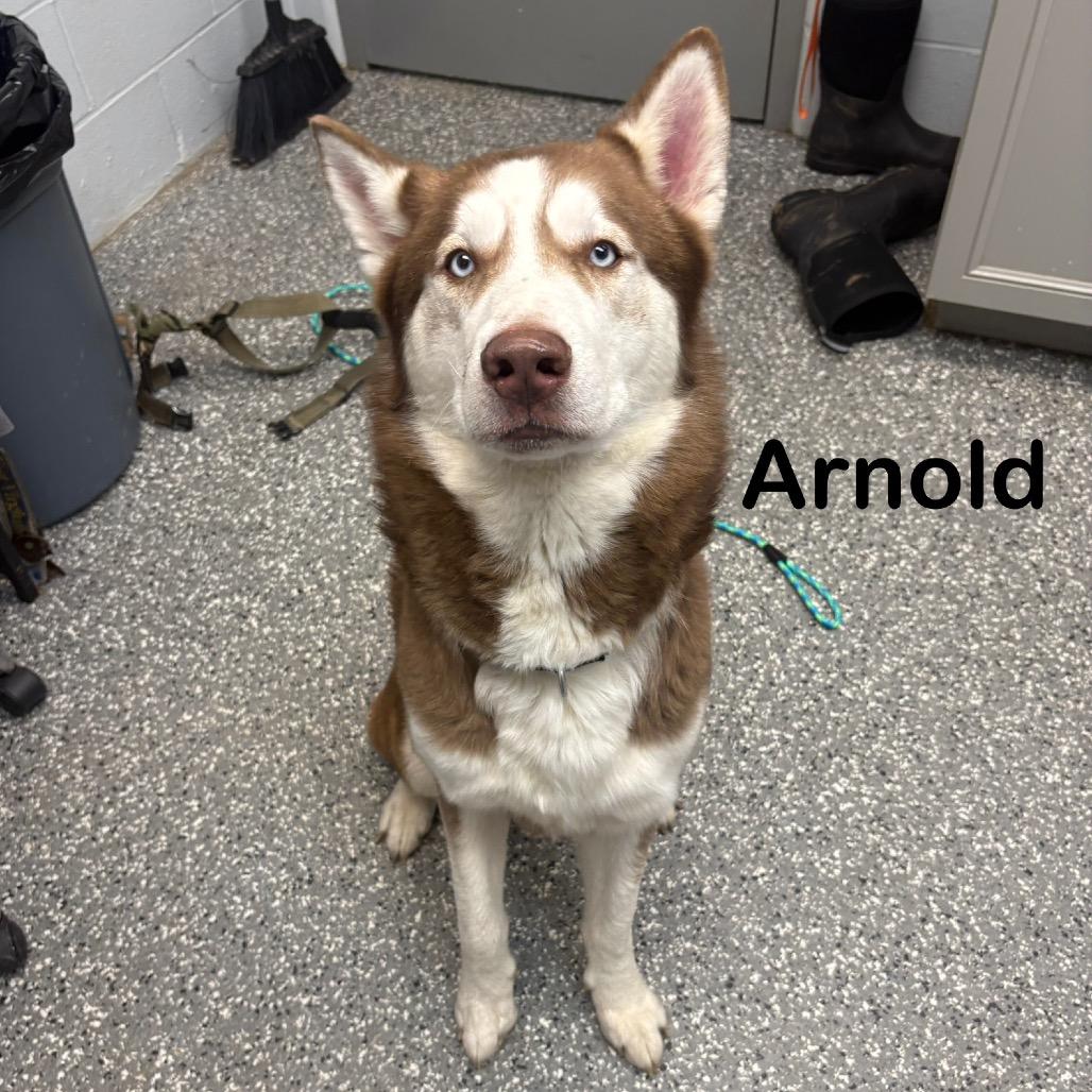Arnold, a Adoptable Siberian Husky in Parkersburg, WV image 2/3